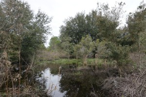 Swamp Areas